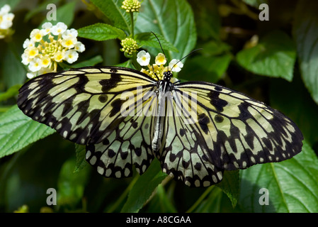 Arbre généalogique blanche papillon idée leuconoe nymphe Banque D'Images