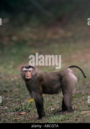 Porc macaque à queue du nord Macaca leonina, parc national Khao Yai Thaïlande Banque D'Images