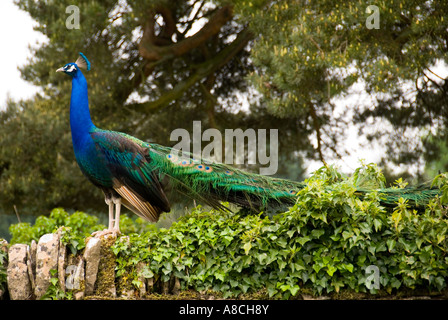 Peacock debout sur un mur de pierres sèches recouvertes de lierre Banque D'Images