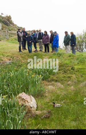 UK Lundy Island directeur menant à pied guidées dans la nature en soulignant les fleurs sauvages au bord de l'étang Banque D'Images