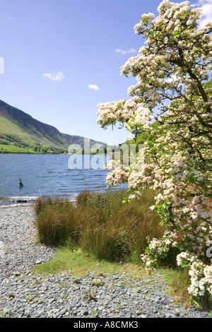 Maytime à Tal y Llyn Lake, Gwynedd, au nord du Pays de Galles Banque D'Images