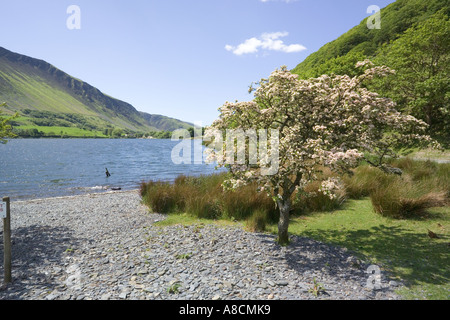 Maytime à Tal y Llyn Lake, Gwynedd, au nord du Pays de Galles Banque D'Images