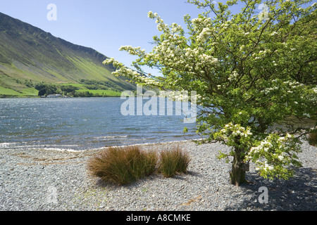 Maytime à Tal y Llyn Lake, Gwynedd, au nord du Pays de Galles Banque D'Images