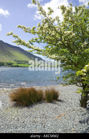 Maytime à Tal y Llyn Lake, Gwynedd, au nord du Pays de Galles Banque D'Images