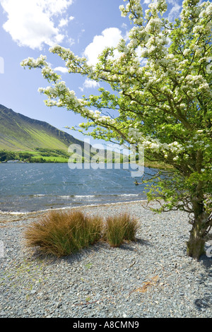 Maytime à Tal y Llyn Lake, Gwynedd, au nord du Pays de Galles Banque D'Images