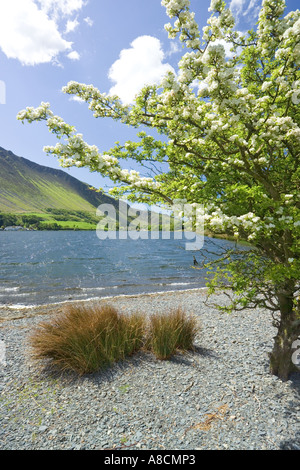 Maytime à Tal y Llyn Lake, Gwynedd, au nord du Pays de Galles Banque D'Images