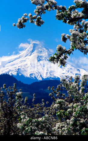 Fleurs d'arbres fruitiers une trame vue du Mont Hood from the Hood River Valley dans le Nord de l'Oregon Banque D'Images