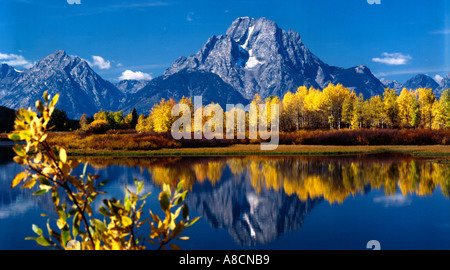 Automne feuilles colorées d'Oxbow Bend de la Snake River dans le Grand Teton National Park dans le Wyoming avec Mont Moran en arrière-plan Banque D'Images