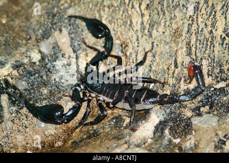 La Forêt de Malaisie Scorpion, également connu sous le nom de Scorpion Heterometrus spinifer bleu géant Banque D'Images