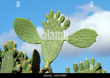 Prickly Pear Cactus plante Afrique du Sud Banque D'Images