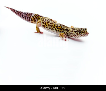 gecko léopard Banque D'Images