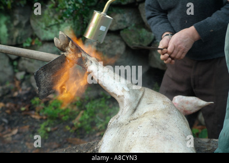 Façon traditionnelle de tuer un cochon en milieu rural au Portugal. Banque D'Images