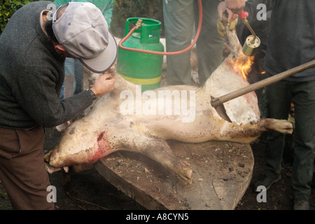 Façon traditionnelle de tuer un cochon en milieu rural au Portugal. Banque D'Images