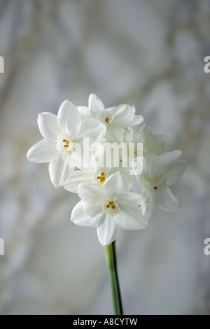 Une nature morte de papier blanc Narcisse (Narcissus Papyraceus) contre un fond neutre gris tacheté. Banque D'Images