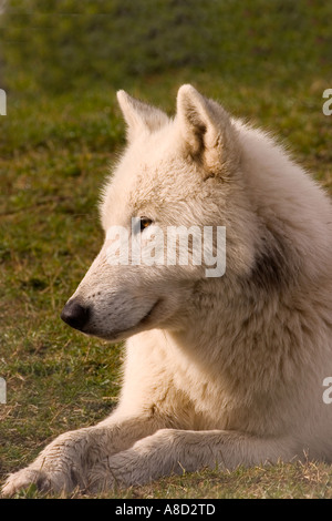 Portrait d'un loup arctique pose dans un champ Banque D'Images