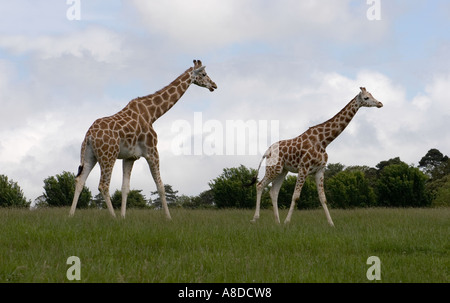 Irlande Cork Fota Wildlife Park Banque D'Images