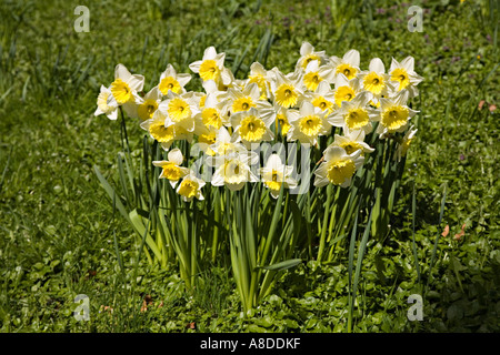 Groupe des jonquilles en jardin Wales UK Banque D'Images