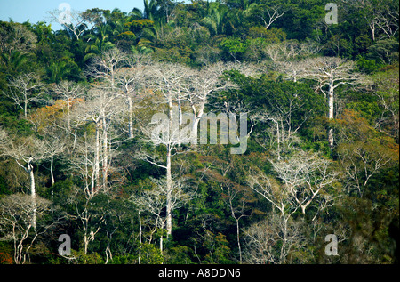 Les grands arbres Cuipo dans la forêt tropicale de parc national de Soberania, République du Panama. Banque D'Images