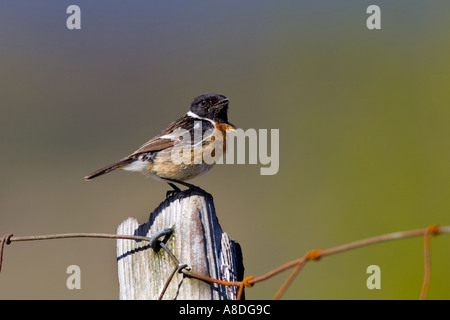 Saxicola torquata Stonechat perché sur vieux poteau de clôture de la chasse pour l'alimentation au Pays de Galles Banque D'Images