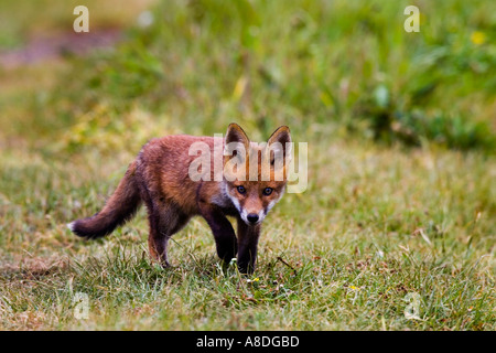 Le Renard roux Vulpes vulpes Cub marchant sur la voie de l'herbe à Alert Banque D'Images