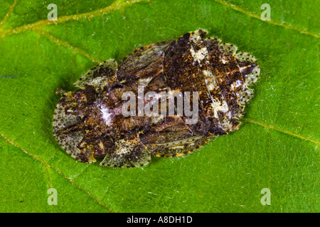 Ledra aurita cicada Vue de dessus sur leaf bedfordshire potton Banque D'Images