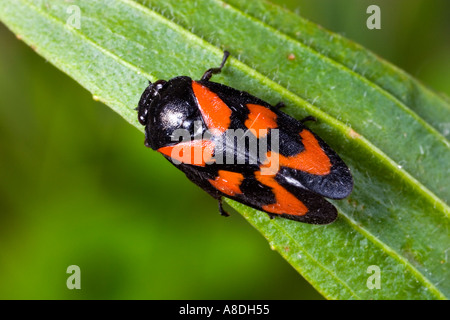 Cercopis vulnerata sur feuilles de plantain bedfordshire potton montrant patten sur retour Banque D'Images