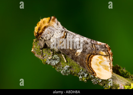 Astuce Phalera bucephala Buff au repos sur couverts de lichen rameau aîné bedsfordshire potton Banque D'Images