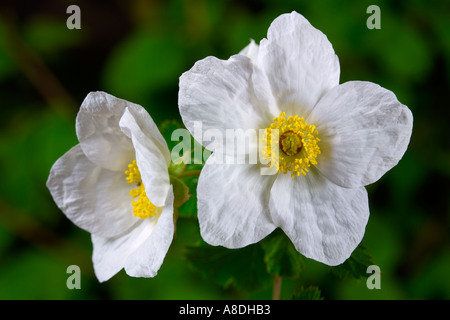Rubus Sissinghurst close up shot de 2 fleurs avec de belles hors focus contexte bedfordshire potton Banque D'Images