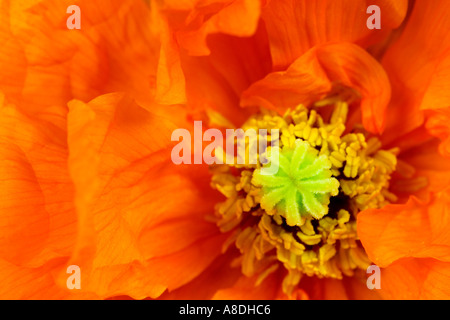 Atlas le pavot (Papaver atlanticum) : Détail montrant bedfordshire potton Banque D'Images