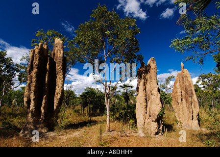 Collines de Termite dans le Litchfield National Park dans les Territoires du Nord près de Darwin en Australie Banque D'Images