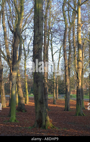 Christchurch Park England Royaume-Uni Suffolk Ipswich Banque D'Images