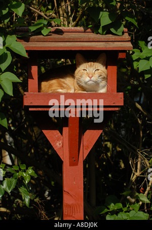 Un chat domestique BRITANNIQUE GINGEMBRE ASSIS SUR UNE TABLE D'OISEAUX.UK Banque D'Images