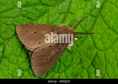 Diaphora mendica (mousseline) au repos sur leaf bedfordshire potton Banque D'Images