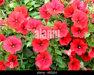 Surfinia Petunia pendula Banque D'Images