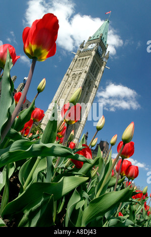 Cadre tulipes la tour de l'horloge du Parlement canadien, à Ottawa, Canada Banque D'Images