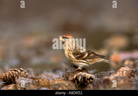 Moins de Redpoll Carduelis flammea, adulte qui boit dans une petite piscine, dans le Nottinghamshire, au Royaume-Uni Banque D'Images