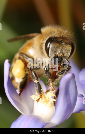 Abeille en utilisant sa langue pour recueillir le pollen d'une fleur Squill Banque D'Images