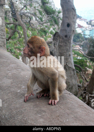 Les jeunes Macaques de Barbarie sur la partie supérieure du Rocher de Gibraltar Banque D'Images