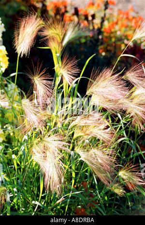 Orge POACEAE Hordeum jubatum aussi connu comme Squirreltail Squirreltail ou orge une herbe vivace poussant dans une touffe basse Banque D'Images