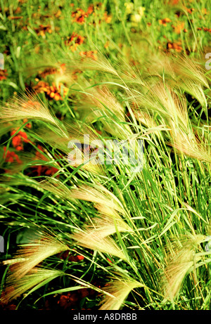 Orge POACEAE Hordeum jubatum aussi connu comme Squirreltail Squirreltail ou orge une herbe vivace poussant dans une touffe basse Banque D'Images