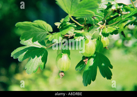 Groseille européenne RIBES UVA CRISPA L'usine avec baies comestibles Banque D'Images