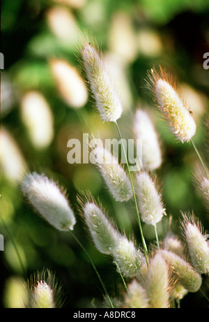 Hare's tail grass POACEAE Lagurus ovatus queue harestailgrass harestail les lièvres Banque D'Images