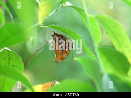 Feuille d'Indien, Papillon Kallima inachus, Nymphalidae Banque D'Images