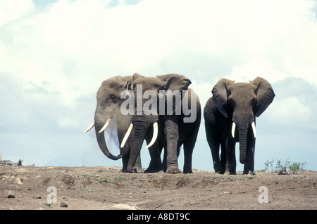 Trois éléphants mâles matures silhouetté contre le ciel bleu dans le Parc national Amboseli Kenya Afrique de l'Est Banque D'Images