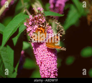 Papillons belle dame, Vanessa cardui, Nymphalidae, sur le lilas Banque D'Images