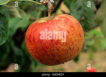 Cox's Orange Pippin Apple variétés variété les pommes fruit growing on tree, une saine alimentation Banque D'Images