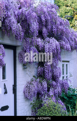 Cottage blanc/violet avec Glycine, plante grimpante, fleur, porte, fenêtre, jardins de plantes jardin glycines Banque D'Images