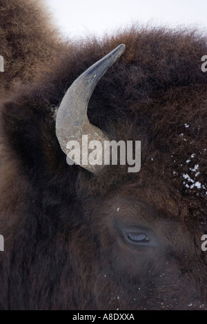 Close up de tête de bison montrant l'œil et de l'avertisseur sonore Banque D'Images