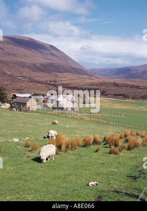 dh Rackwick HOY ORKNEY Scottish Sheep Green Grass Farm communauté vallée pâturage ferme agricole agricole agricole ferme ecosse collines animaux Banque D'Images