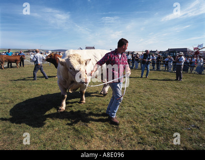 Dh West Mainland Show DOUNBY Agriculteurs Orcades paradant dans les taureaux showring bull bovins Bovins bétail uk Banque D'Images